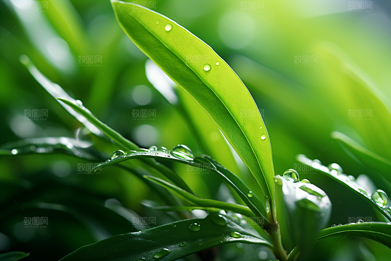 茶叶清明谷雨清新摄影图