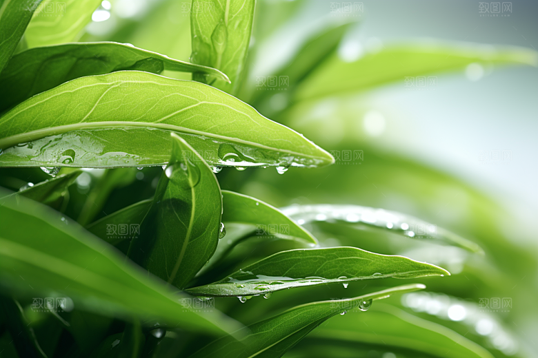 茶叶茶园清明谷雨摄影图