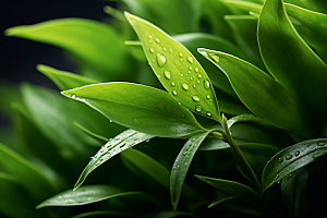 茶叶清明谷雨春季摄影图