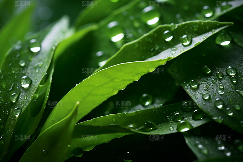 茶叶高清雨前龙井摄影图