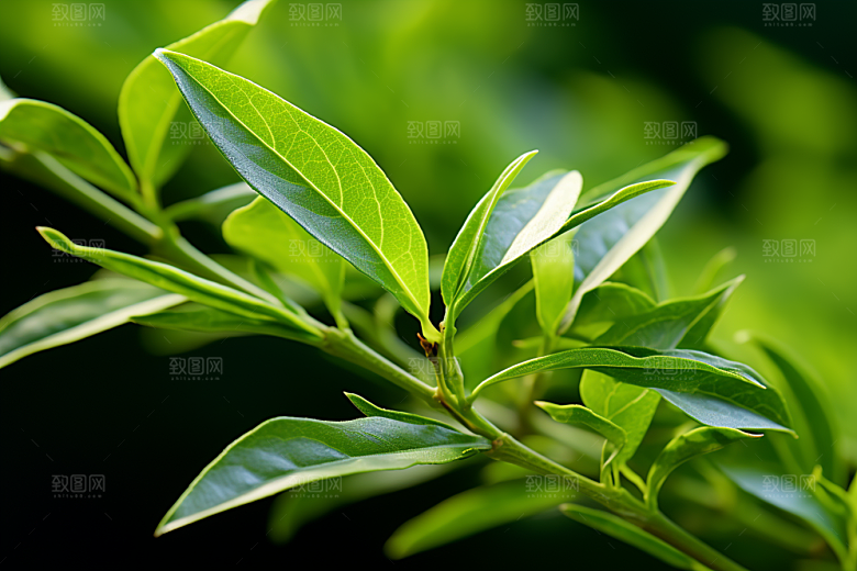 茶叶新茶高清摄影图