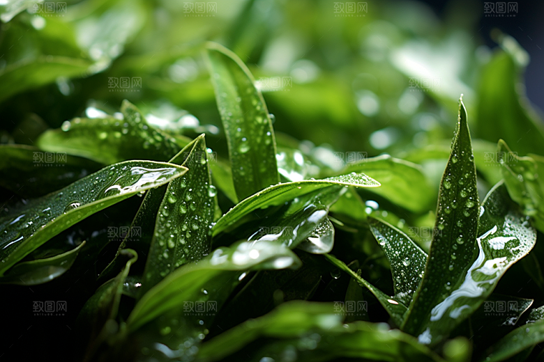茶叶茶山春天摄影图