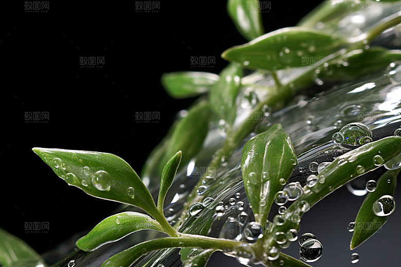 茶叶清新茶树摄影图