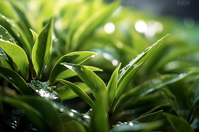 茶叶自然新茶摄影图