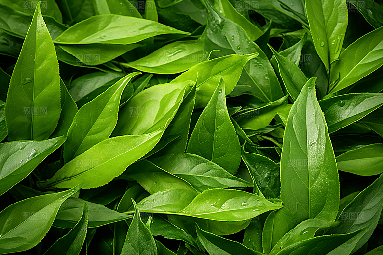 茶叶茶园清明谷雨摄影图