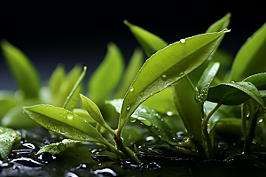 茶叶春季茶树摄影图