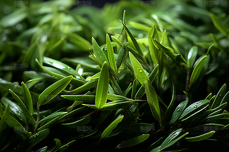茶叶清明谷雨春季摄影图