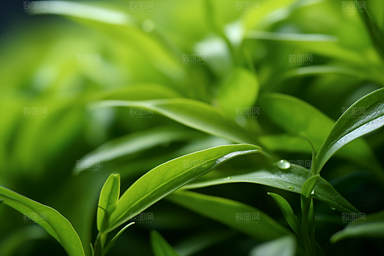 茶叶高清春茶摄影图
