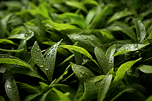 茶叶自然清明谷雨摄影图