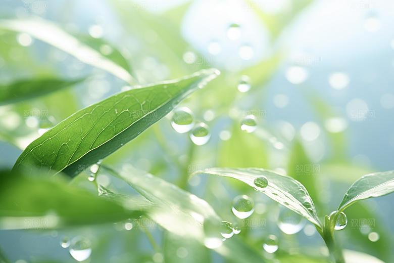 茶叶雨前龙井春茶摄影图