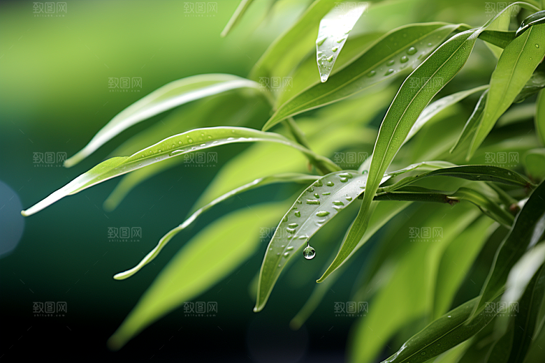 茶叶春天茶园摄影图