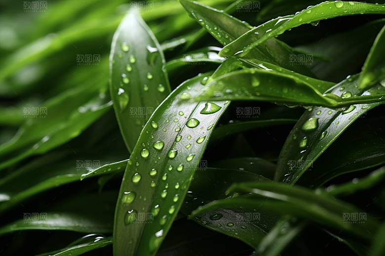 茶叶春茶清明谷雨摄影图