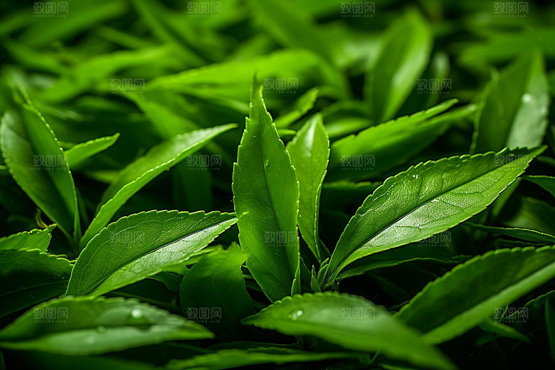 茶叶清明谷雨茶树摄影图