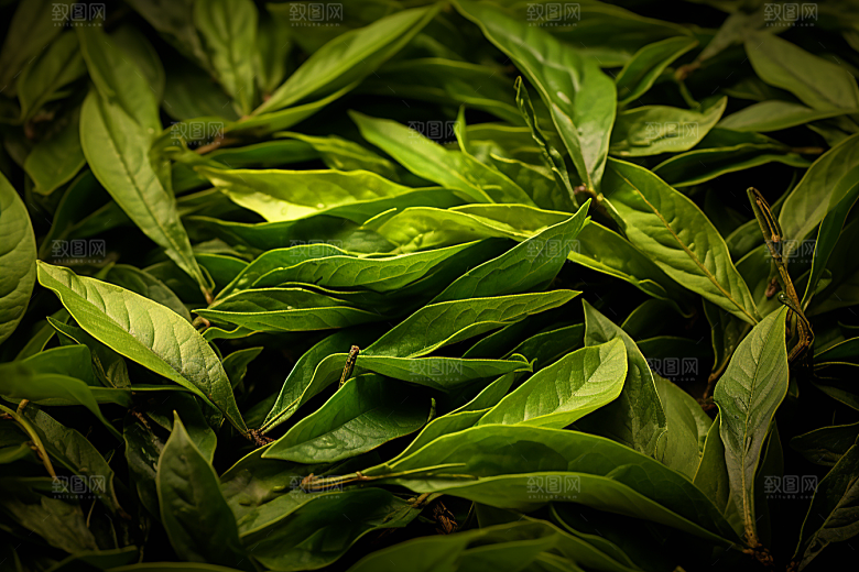 茶叶春季茶树摄影图