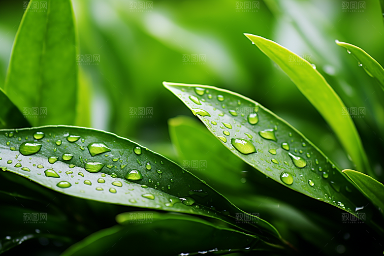茶叶新茶雨前龙井摄影图