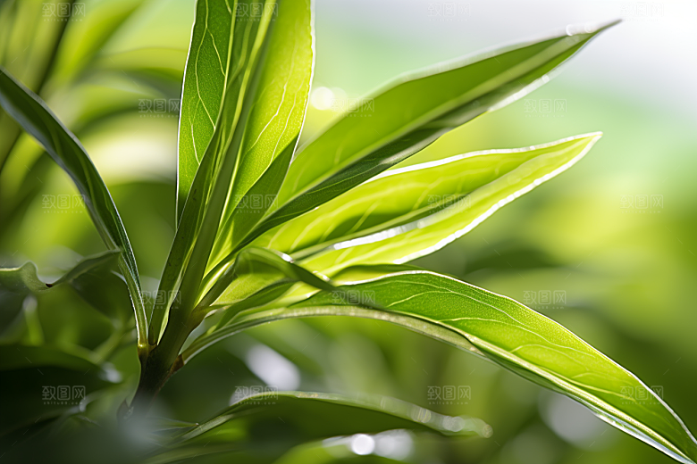 茶叶采茶春天摄影图