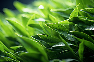 茶叶雨前龙井茶树摄影图