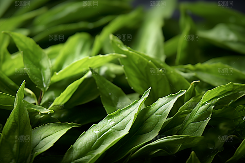 茶叶茶树春天摄影图