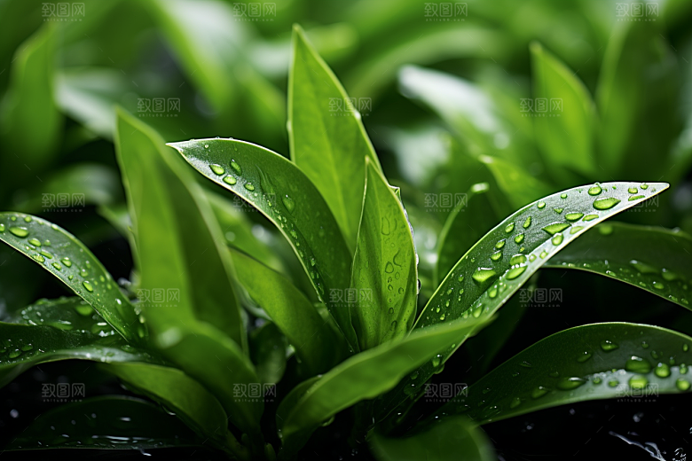 茶叶雨前龙井春茶摄影图