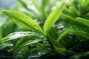 茶叶茶园茶树摄影图