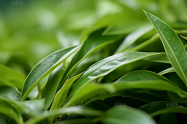 茶叶春天采茶摄影图