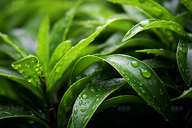 茶叶自然茶山摄影图