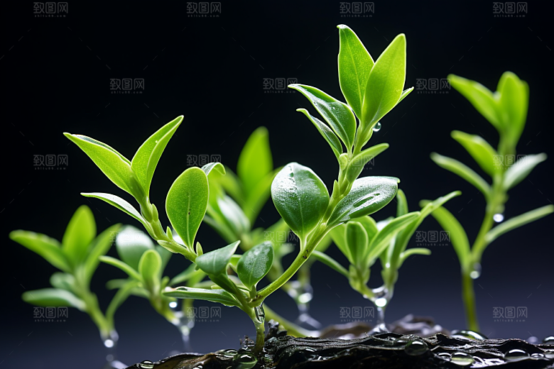 茶叶采茶高清摄影图