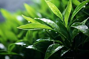 茶叶自然清新摄影图