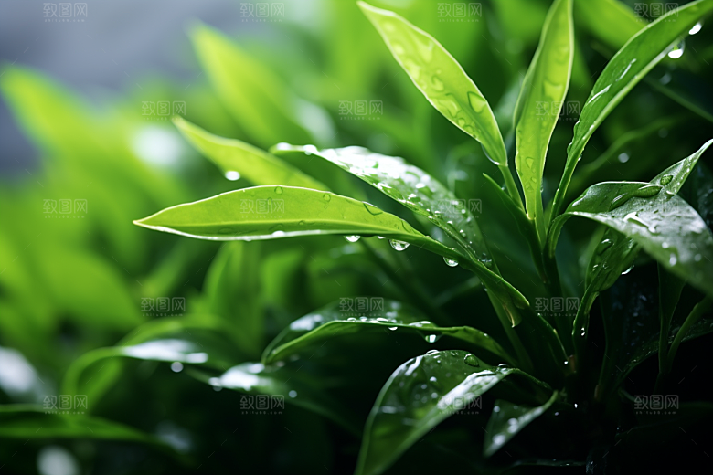 茶叶自然清新摄影图