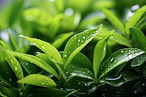 茶叶雨前龙井春茶摄影图