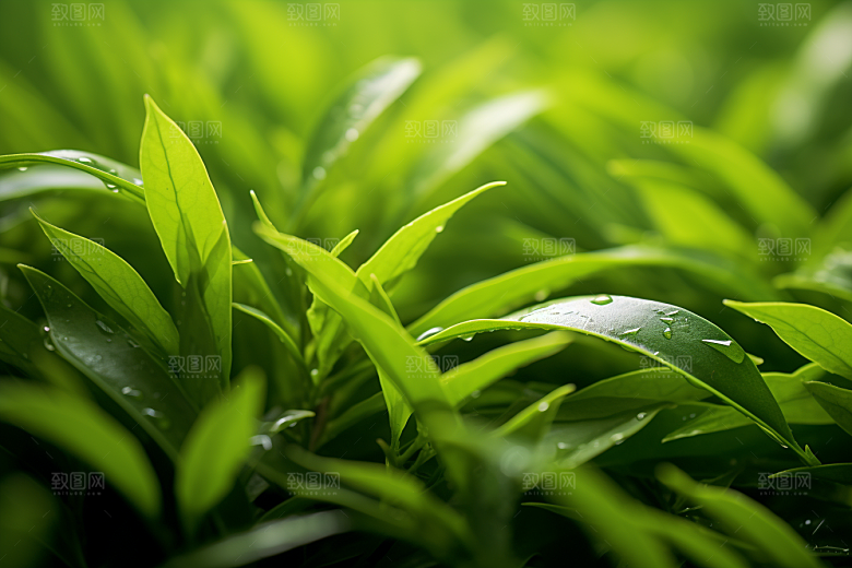 茶叶茶园采茶摄影图