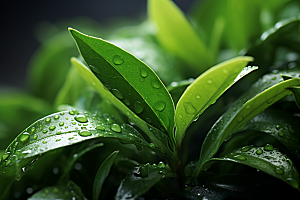 茶叶高清新茶摄影图