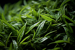 茶叶自然采茶摄影图