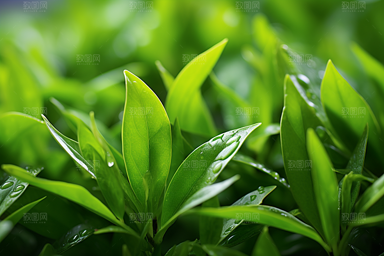 茶叶清明谷雨茶园摄影图