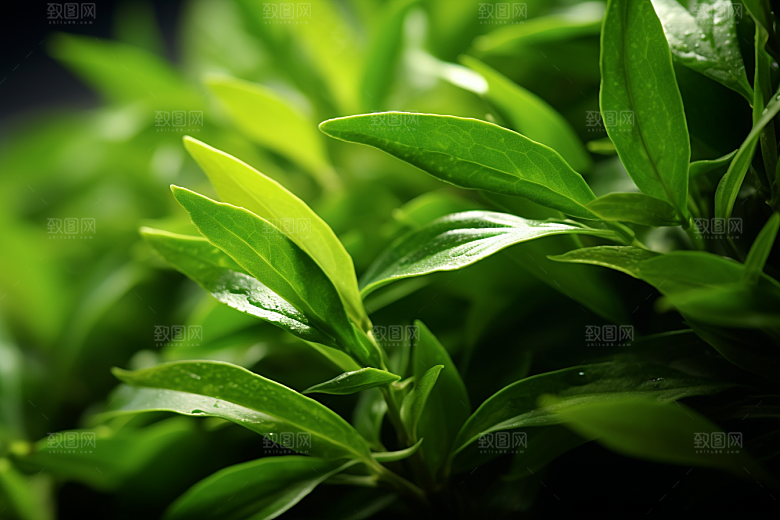 茶叶茶树春天摄影图
