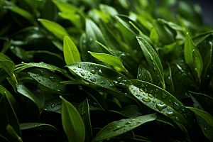 茶叶春天清明谷雨摄影图