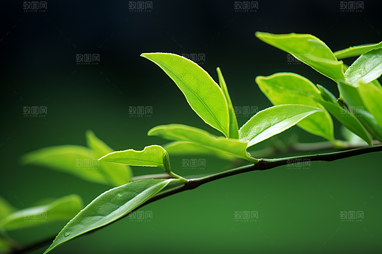 茶叶茶山春季摄影图