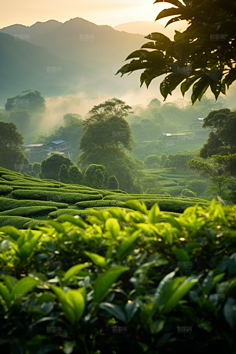 茶叶茶园新茶摄影图
