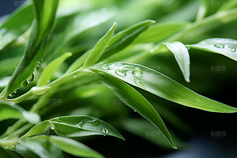 茶叶清明谷雨采茶摄影图