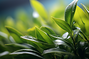 茶叶清明谷雨自然摄影图