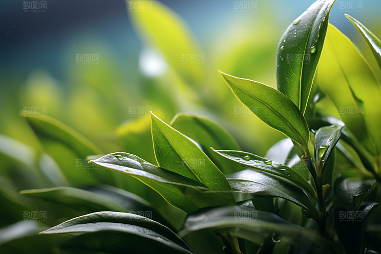茶叶清明谷雨自然摄影图