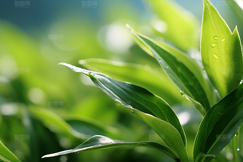 茶叶清新茶树摄影图