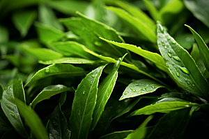 茶叶自然清明谷雨摄影图