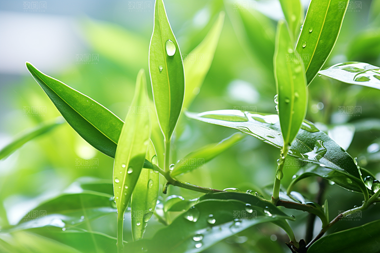 茶叶春茶春季摄影图