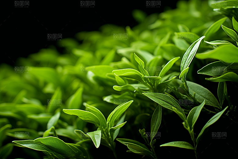 茶叶茶山新茶摄影图