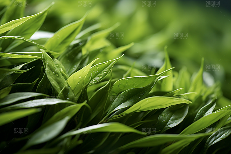 茶叶茶山茶树摄影图