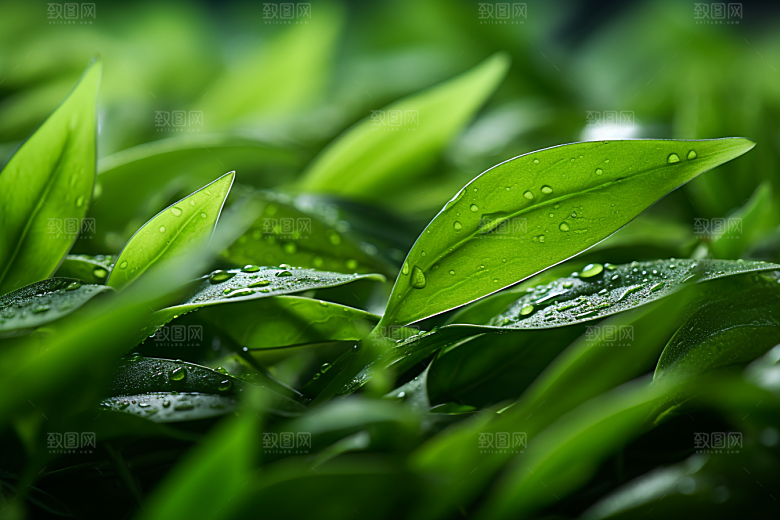 茶叶清新春天摄影图