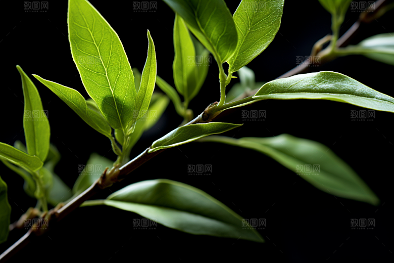 茶叶茶山春季摄影图