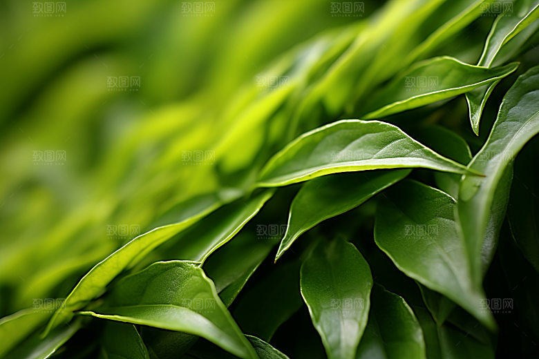 茶叶清新春茶摄影图