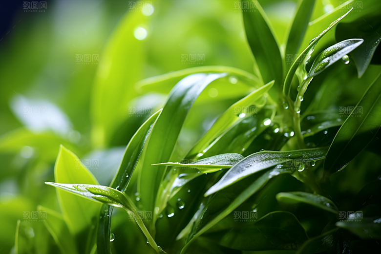 茶叶高清春茶摄影图